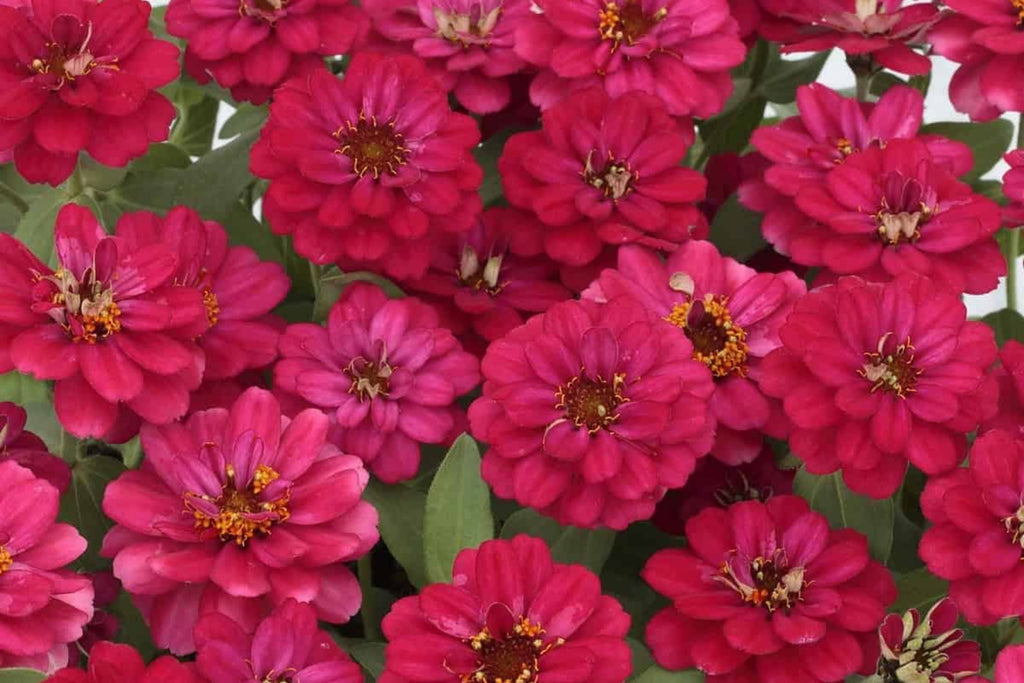 Profusion Double Hot Cherry Zinnia Seeds - 100+ Easy to Grow Flower Seeds