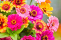 Carrousel Mix Zinnia Seeds - 100+ Heirloom Double Blooms for Cut Flowers & Pollinator Gardens