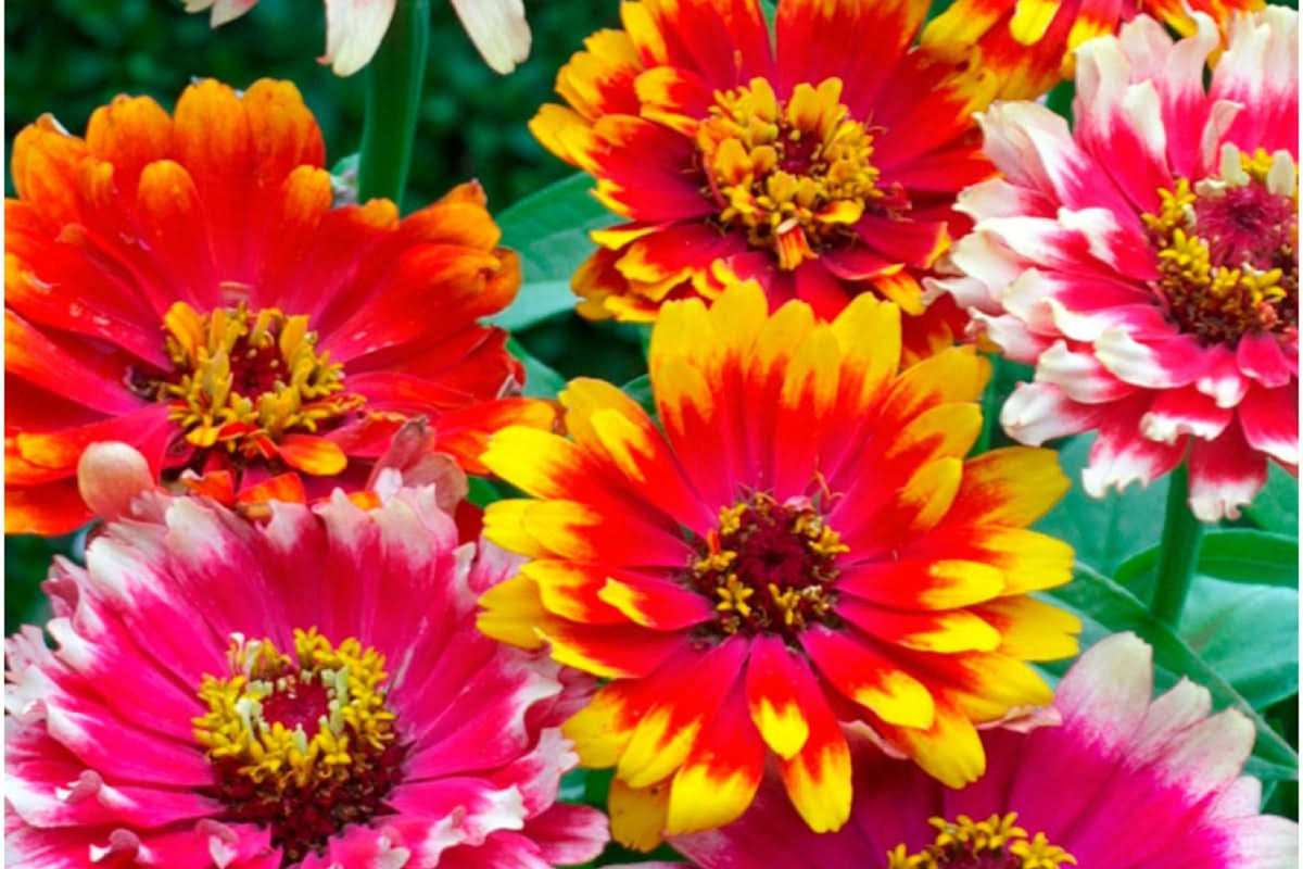 Carrousel Mix Zinnia Seeds - 100+ Heirloom Double Blooms for Cut Flowers & Pollinator Gardens