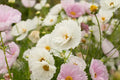 Cupcake Blush Cosmos Seeds - 200+ Double Pink Blooms | Cosmos bipinnatus