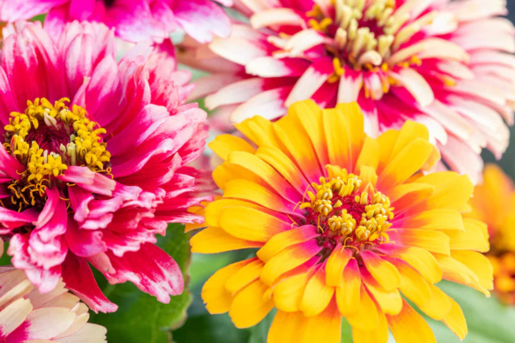 Carrousel Mix Zinnia Seeds - 100+ Heirloom Double Blooms for Cut Flowers & Pollinator Gardens