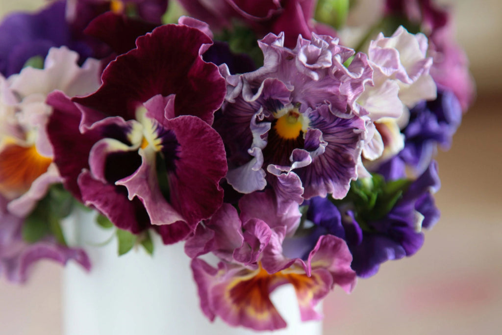 Moulin Rouge Mix Pansy Seeds - Viola wittrockiana, 200+ Seeds, Cold-Hardy