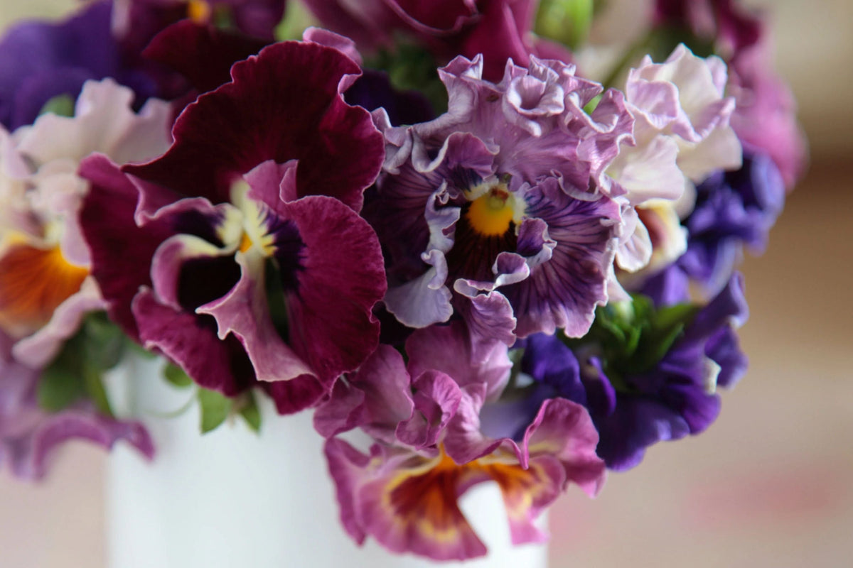 Moulin Rouge Mix Pansy Seeds - Viola wittrockiana, 200+ Seeds, Cold-Hardy