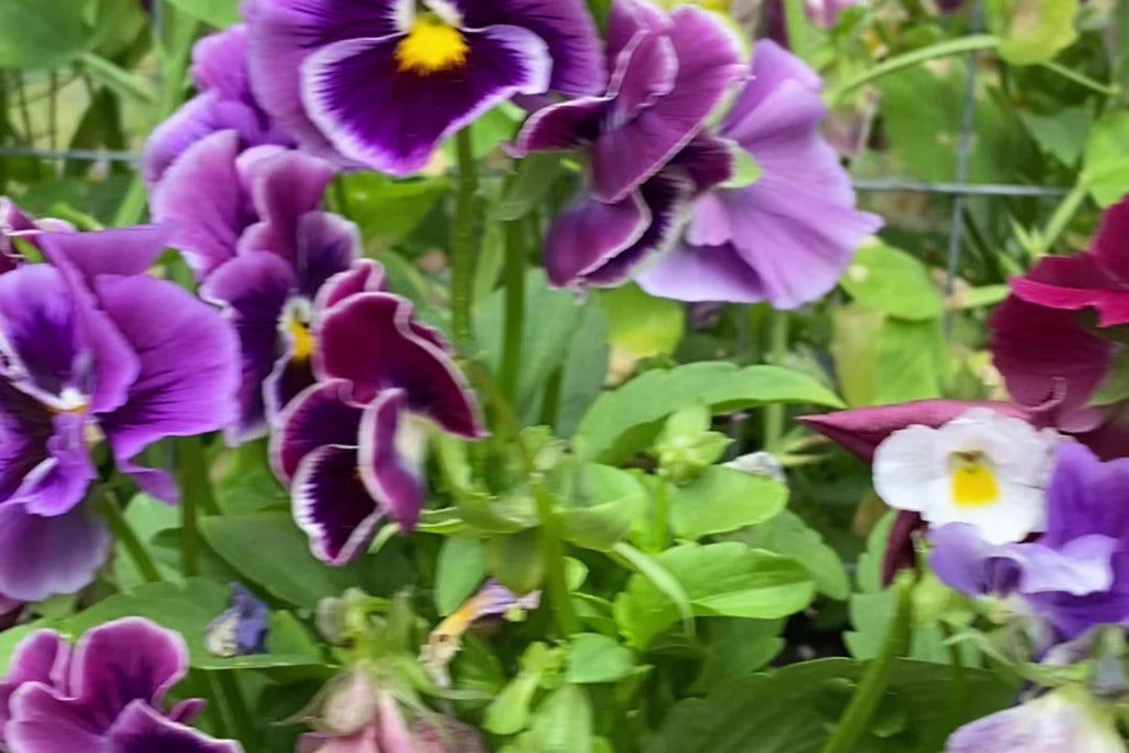 Moulin Rouge Mix Pansy Seeds - Viola wittrockiana, 200+ Seeds, Cold-Hardy