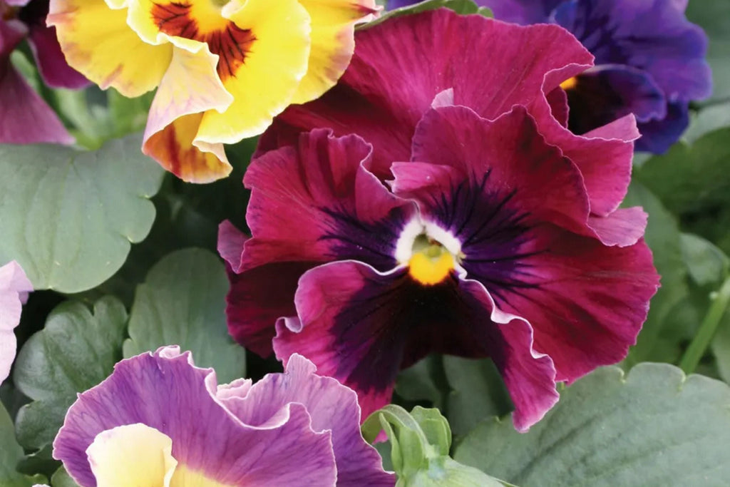 Moulin Rouge Mix Pansy Seeds - Viola wittrockiana, 200+ Seeds, Cold-Hardy