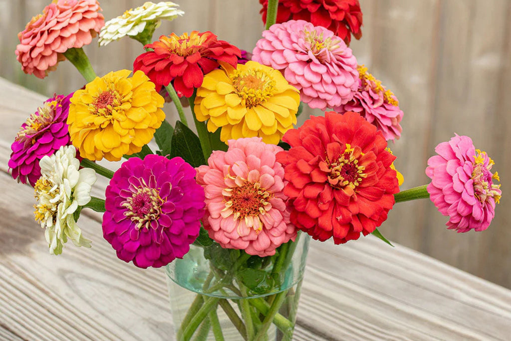 Oklahoma Mix Zinnia Seeds - 100+ Double Blooms, Cut Flower & Pollinator Garden (Zinnia elegans)