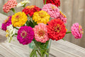 Oklahoma Mix Zinnia Seeds - 100+ Double Blooms, Cut Flower & Pollinator Garden (Zinnia elegans)