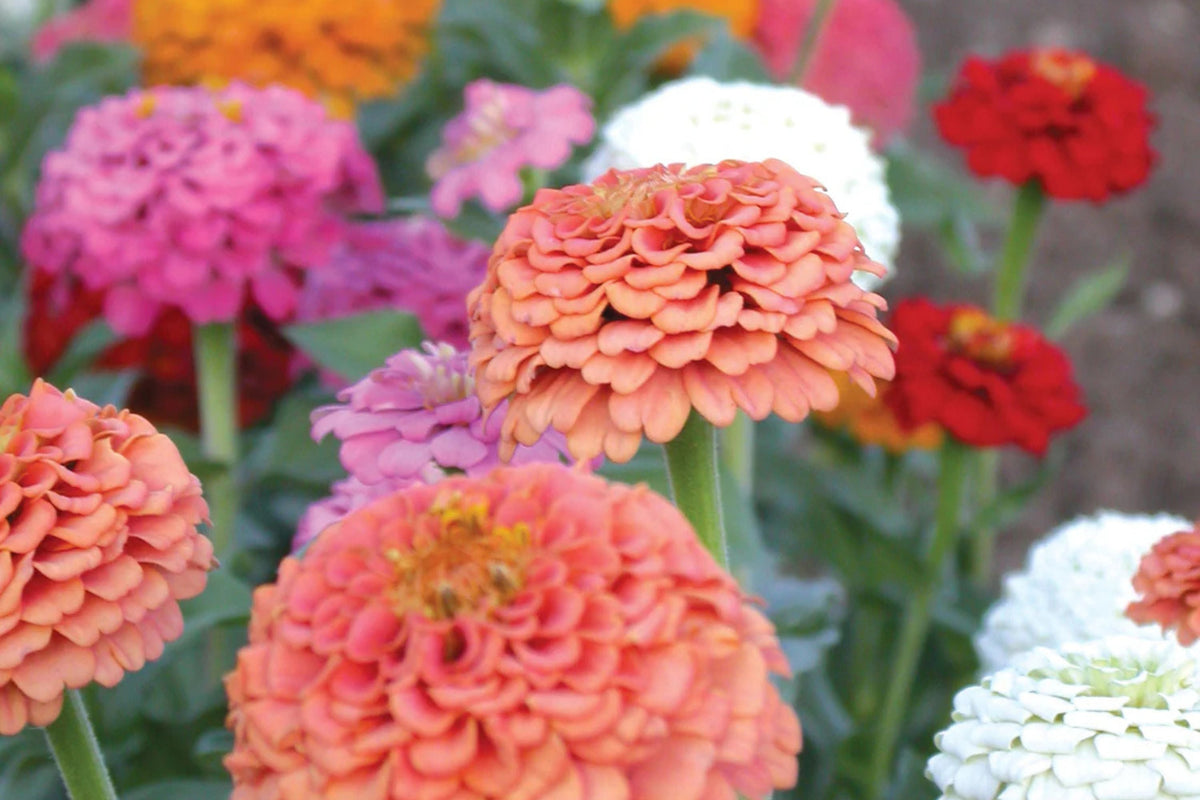 Oklahoma Mix Zinnia Seeds - 100+ Double Blooms, Cut Flower & Pollinator Garden (Zinnia elegans)