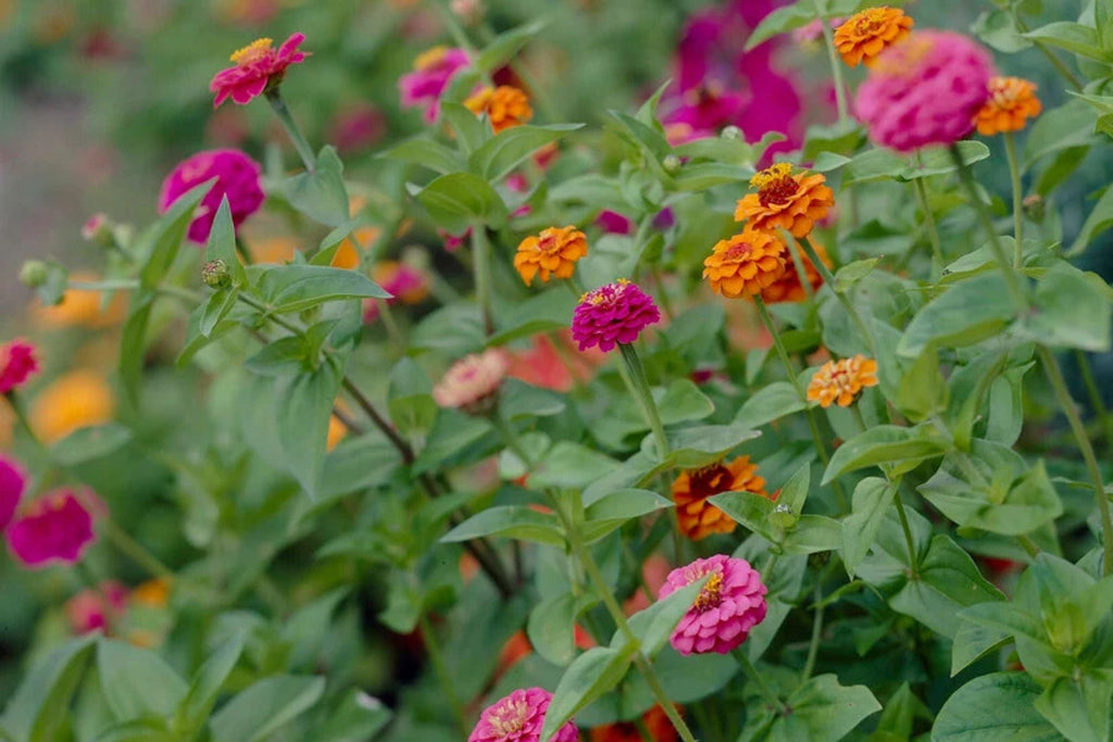 Oklahoma Mix Zinnia Seeds - 100+ Double Blooms, Cut Flower & Pollinator Garden (Zinnia elegans)