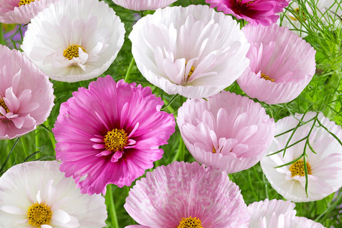 Cupcake Blush Cosmos Seeds - 200+ Double Pink Blooms | Cosmos bipinnatus