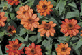 Profusion Apricot Zinnia Seeds – 100 Heirloom Zinnia Seeds, Heat & Drought Tolerant, Pollinator-Friendly