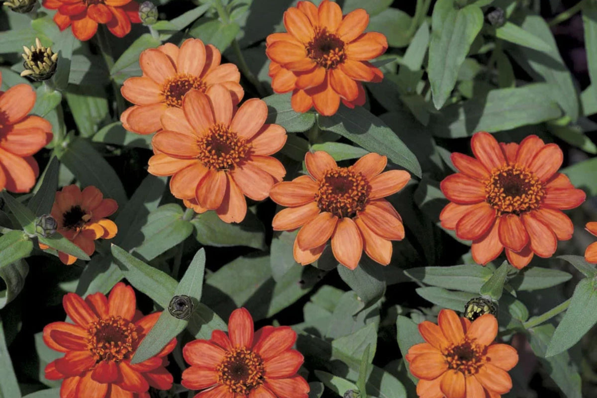 Profusion Apricot Zinnia Seeds – 100 Heirloom Zinnia Seeds, Heat & Drought Tolerant, Pollinator-Friendly