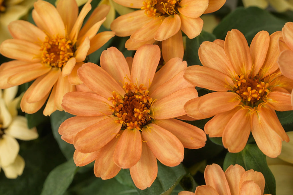 Profusion Apricot Zinnia Seeds – 100 Heirloom Zinnia Seeds, Heat & Drought Tolerant, Pollinator-Friendly