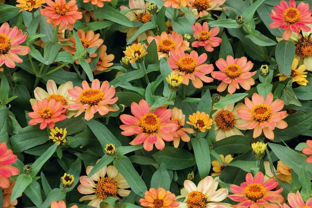 Profusion Apricot Zinnia Seeds – 100 Heirloom Zinnia Seeds, Heat & Drought Tolerant, Pollinator-Friendly