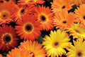 Majorette Gerbera Daisy Seeds – 200+ Premium Seeds – Dwarf 10-12" Containers, 3-4" Blooms