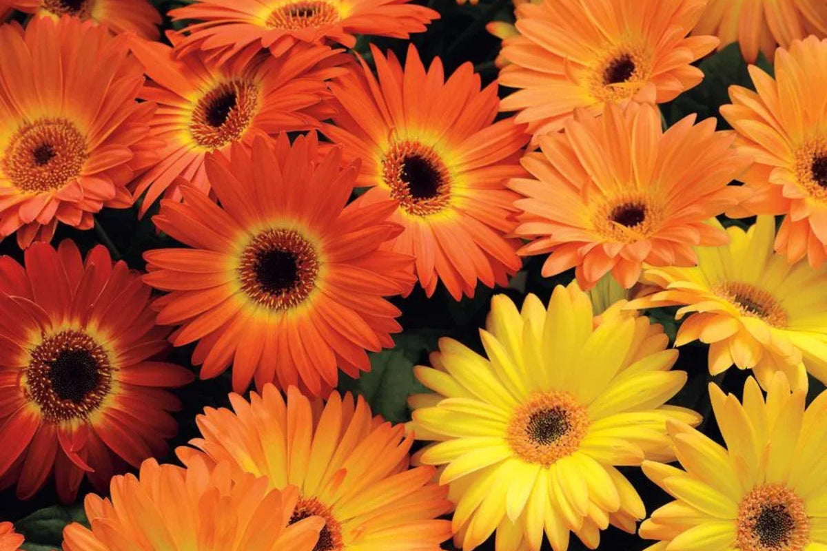 Majorette Gerbera Daisy Seeds – 200+ Premium Seeds – Dwarf 10-12" Containers, 3-4" Blooms