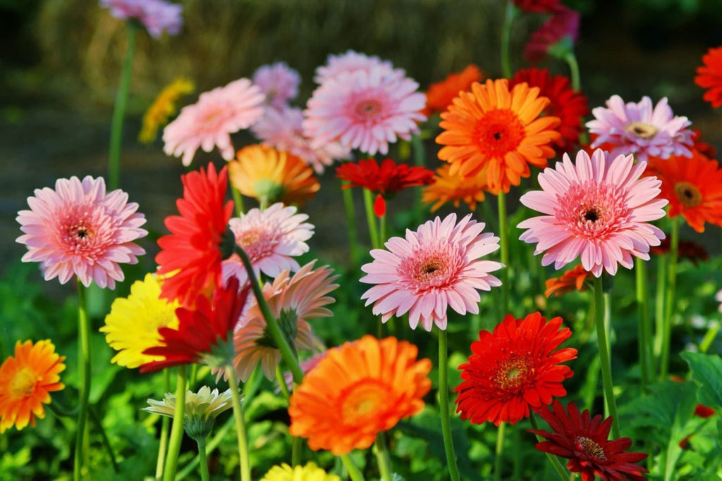 Majorette Gerbera Daisy Seeds – 200+ Premium Seeds – Dwarf 10-12" Containers, 3-4" Blooms