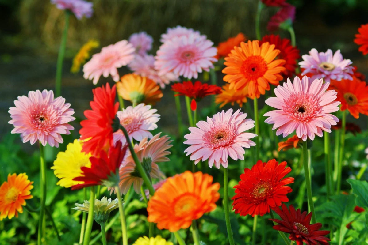 Majorette Gerbera Daisy Seeds – 200+ Premium Seeds – Dwarf 10-12" Containers, 3-4" Blooms