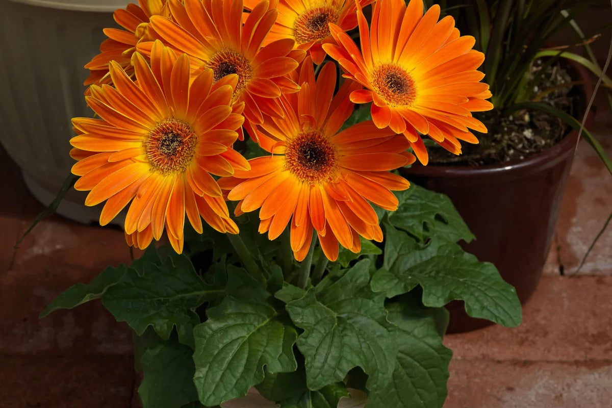 Majorette Gerbera Daisy Seeds – 200+ Premium Seeds – Dwarf 10-12" Containers, 3-4" Blooms