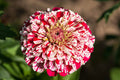 Bon Bon Mix Zinnia Seeds – 100+ Dwarf Zinnia Seeds, Pom-Pom Blooms, 8-12" Tall, Pollinator Garden