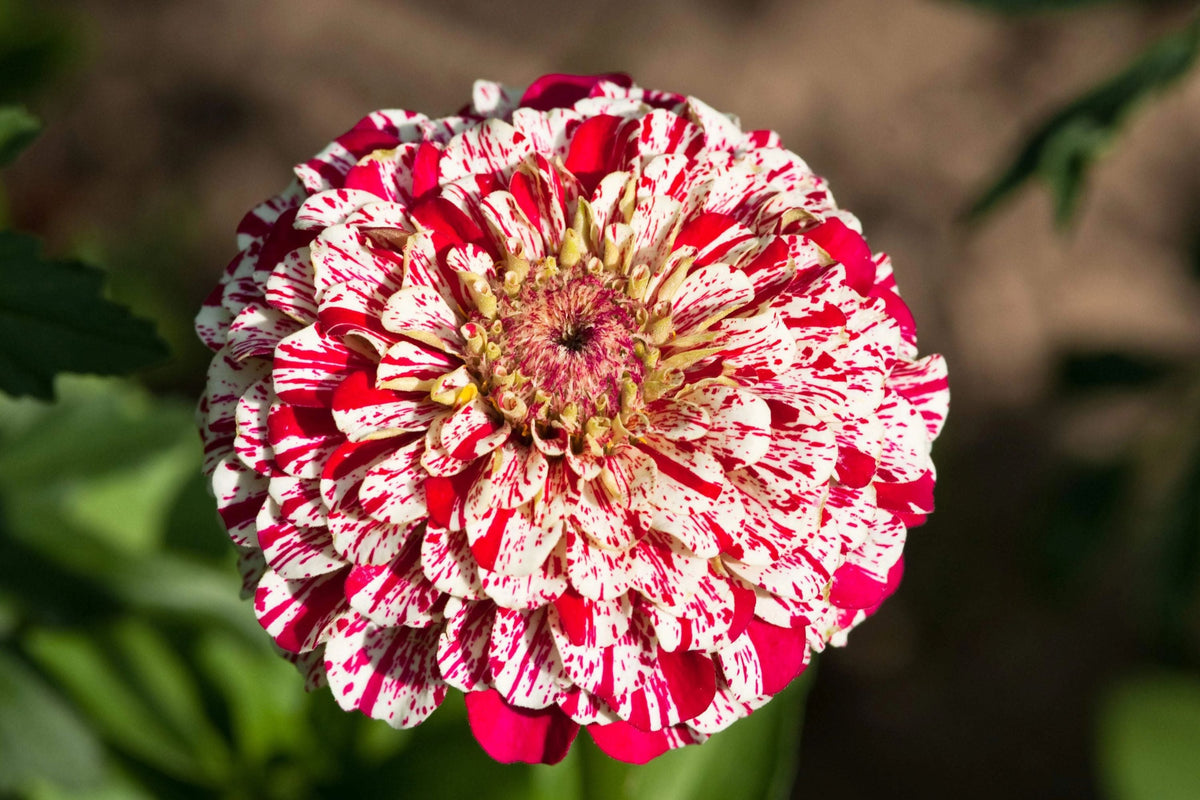 Bon Bon Mix Zinnia Seeds – 100+ Dwarf Zinnia Seeds, Pom-Pom Blooms, 8-12" Tall, Pollinator Garden