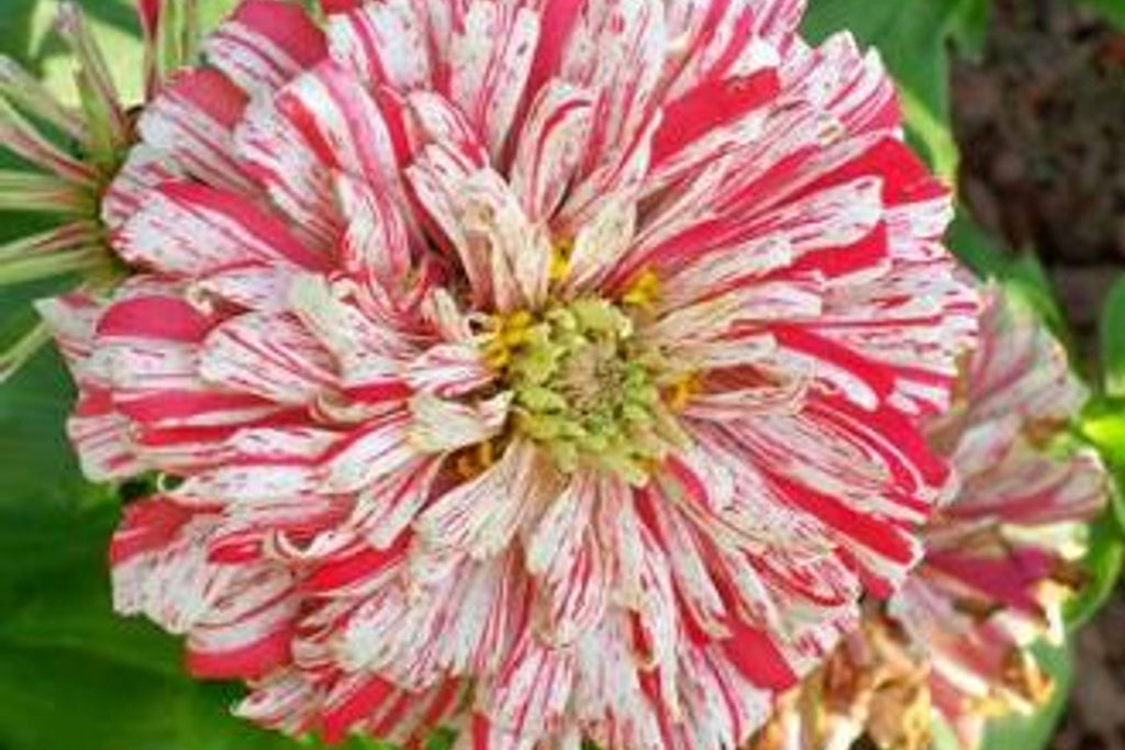 Bon Bon Mix Zinnia Seeds – 100+ Dwarf Zinnia Seeds, Pom-Pom Blooms, 8-12" Tall, Pollinator Garden