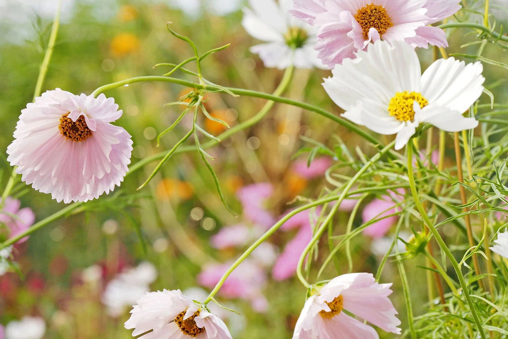 Cupcake Blush Cosmos Seeds - 200+ Double Pink Blooms | Cosmos bipinnatus