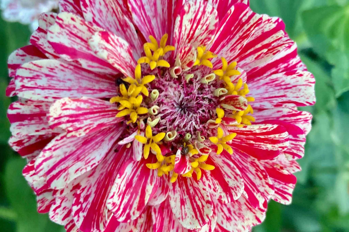 Bon Bon Mix Zinnia Seeds – 100+ Dwarf Zinnia Seeds, Pom-Pom Blooms, 8-12" Tall, Pollinator Garden