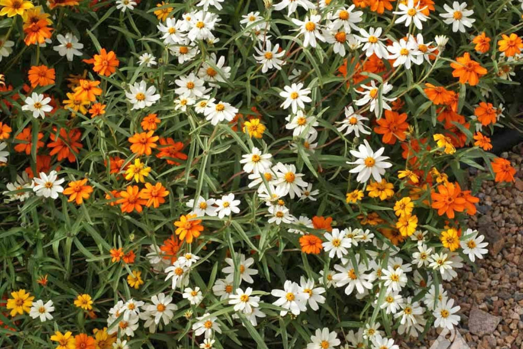 Linearis Mix Zinnia Seeds – 100+ Heirloom Zinnia Linearis Seeds, Star-Shaped Blooms
