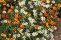 Linearis Mix Zinnia Seeds – 100+ Heirloom Zinnia Linearis Seeds, Star-Shaped Blooms