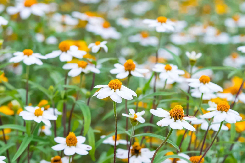 Linearis Mix Zinnia Seeds – 100+ Heirloom Zinnia Linearis Seeds, Star-Shaped Blooms