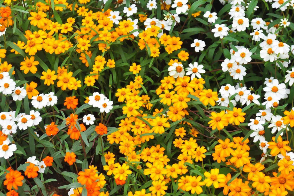 Linearis Mix Zinnia Seeds – 100+ Heirloom Zinnia Linearis Seeds, Star-Shaped Blooms