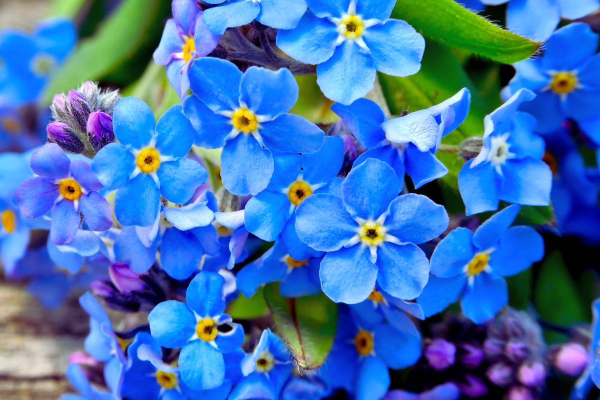 60 PCS Forget-Me-Not Flower Seeds, Blue & Rose Mix, Myosotis spp., Perennial Garden Blooms