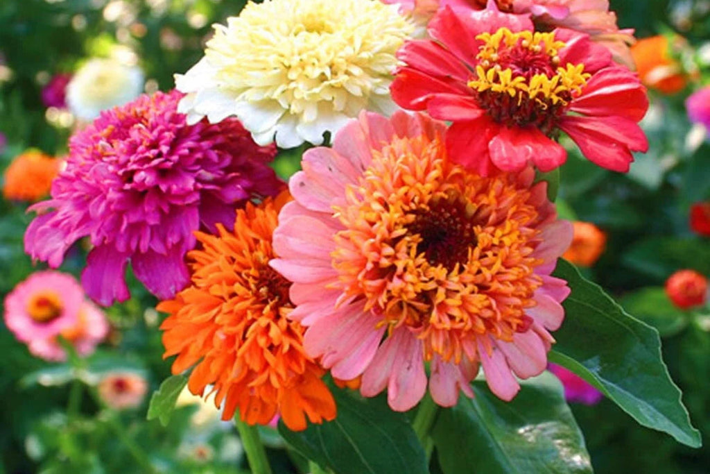 Scabiosa Flowered Zinnia Seeds – 100+ Double-Petaled Zinnia Seeds for Cut Flowers & Pollinator Gardens