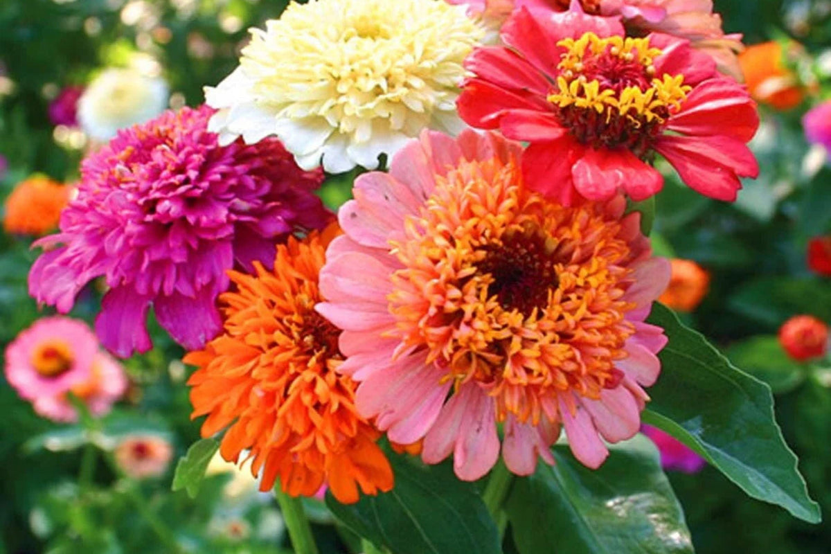 Scabiosa Flowered Zinnia Seeds – 100+ Double-Petaled Zinnia Seeds for Cut Flowers & Pollinator Gardens