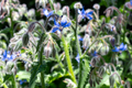 Borage Herb Seeds 50+ Seeds Organic Heirloom Blue Flowers Borago Officinalis 24 Inch Annual Garden Plant