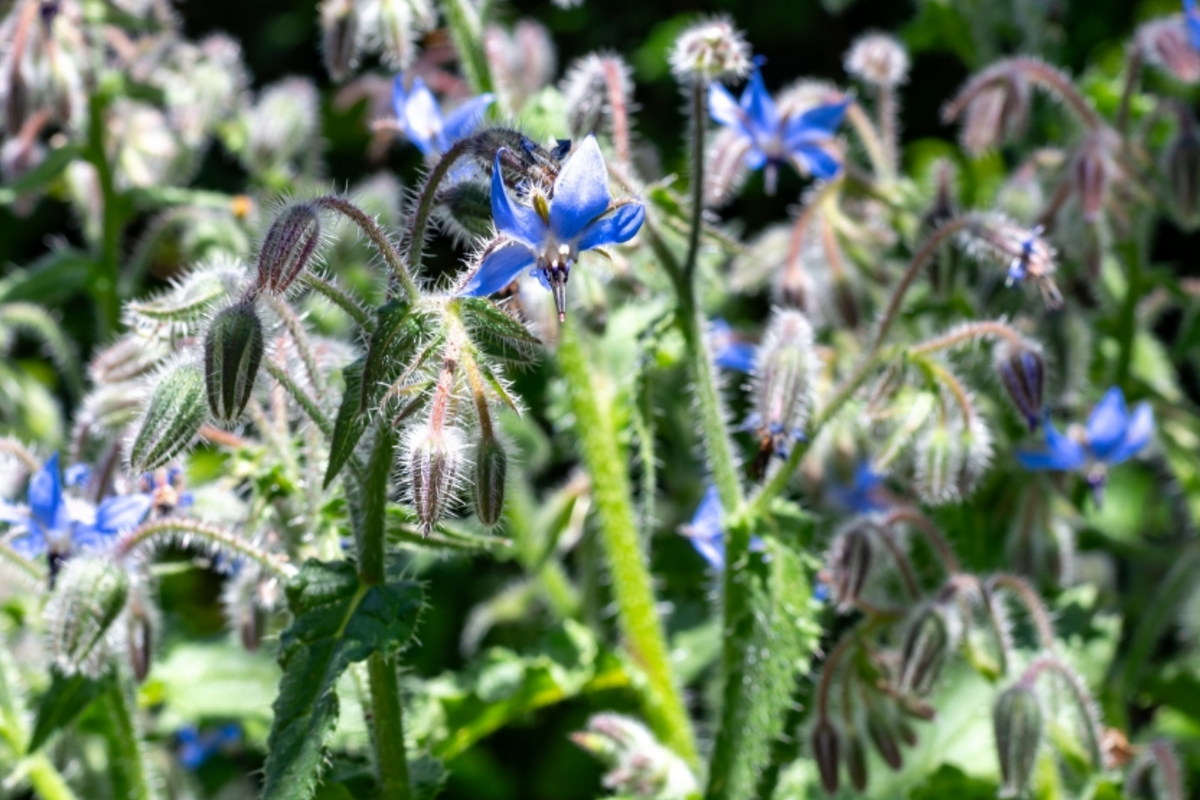 Borage Herb Seeds 50+ Seeds Organic Heirloom Blue Flowers Borago Officinalis 24 Inch Annual Garden Plant
