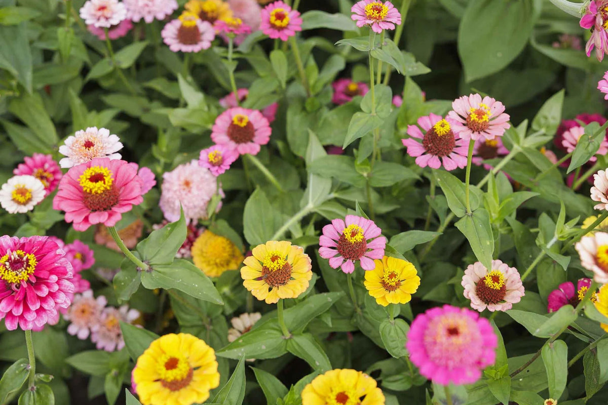 Scabiosa Flowered Zinnia Seeds – 100+ Double-Petaled Zinnia Seeds for Cut Flowers & Pollinator Gardens