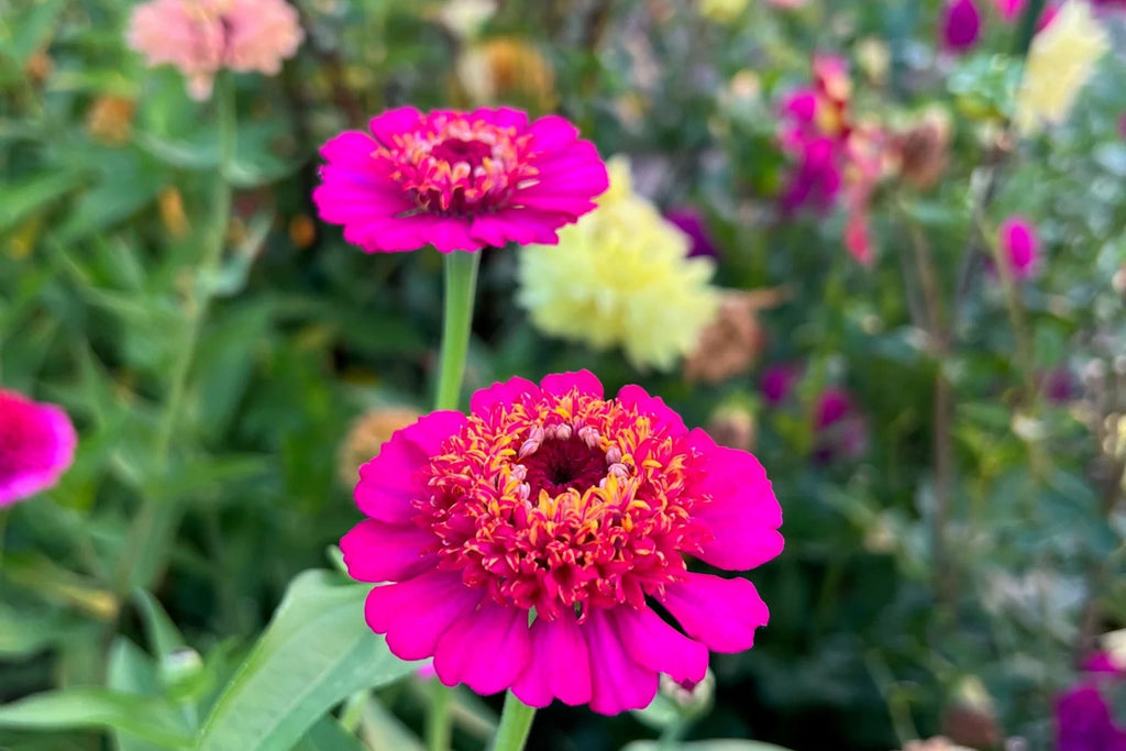 Scabiosa Flowered Zinnia Seeds – 100+ Double-Petaled Zinnia Seeds for Cut Flowers & Pollinator Gardens