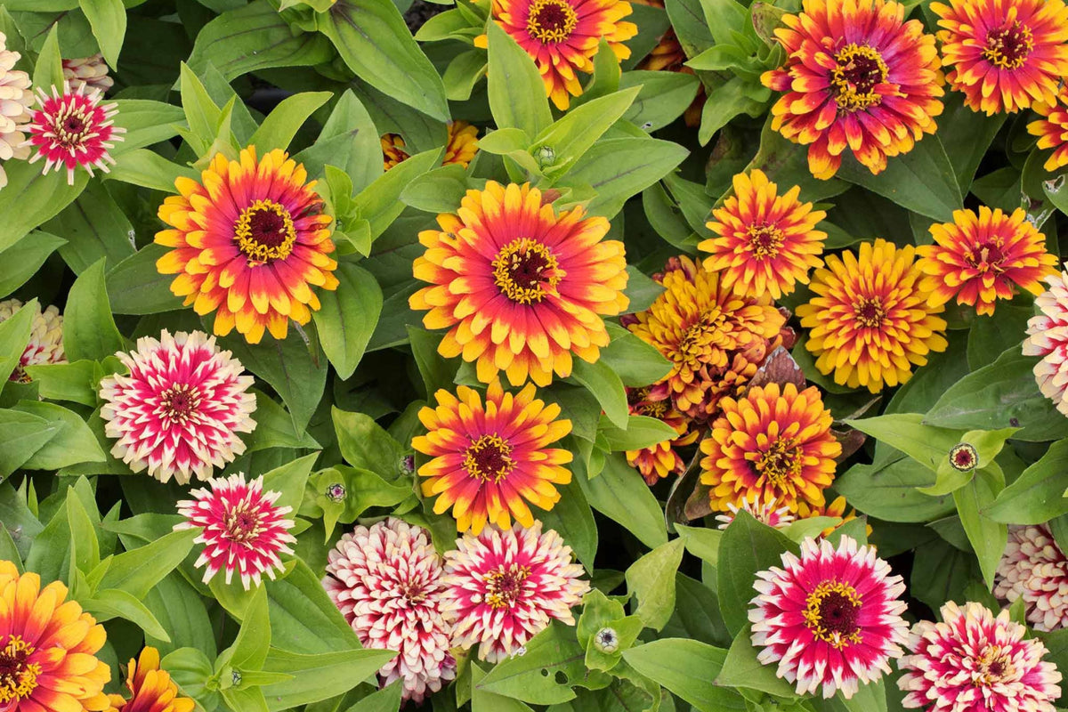 Swizzle Mix Zinnia Seeds - Bi-Color Cut Flower & Pollinator Garden (100+ Seeds)