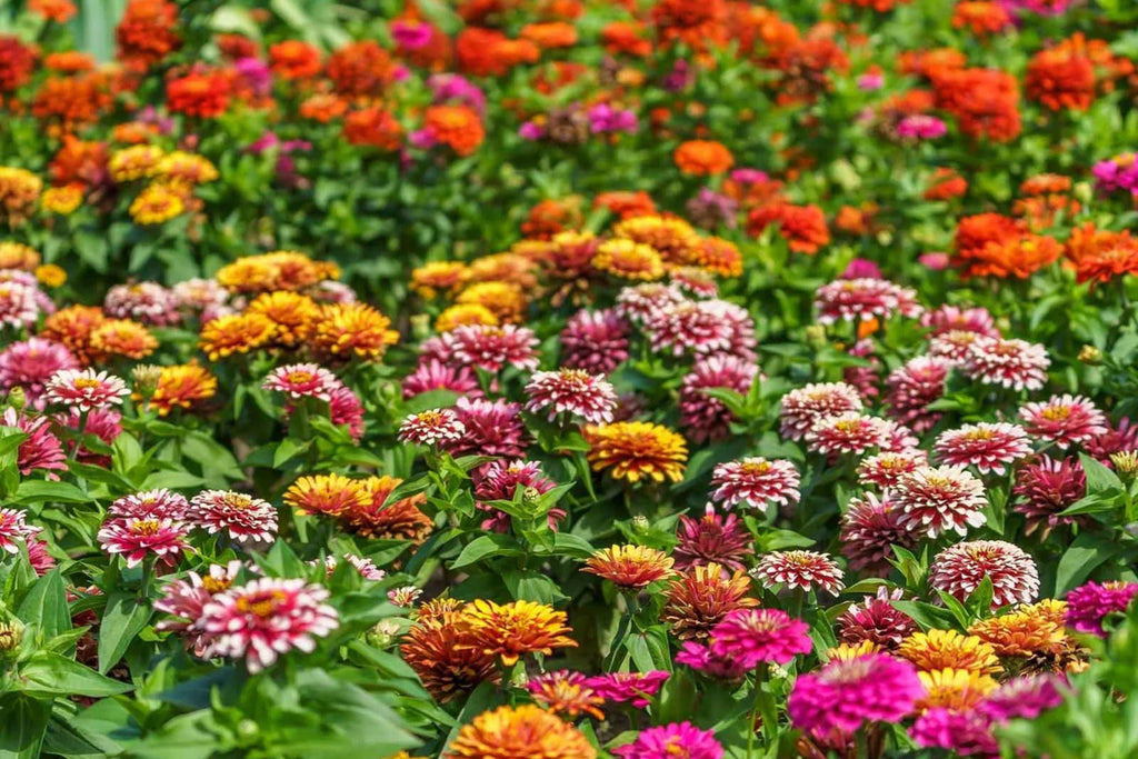 Swizzle Mix Zinnia Seeds - Bi-Color Cut Flower & Pollinator Garden (100+ Seeds)