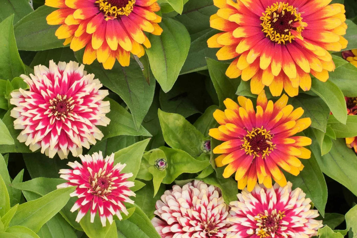 Swizzle Mix Zinnia Seeds - Bi-Color Cut Flower & Pollinator Garden (100+ Seeds)