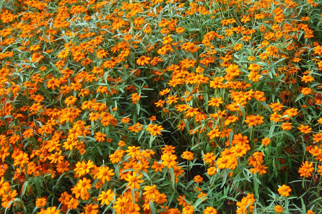 Starbright Mix Zinnia Seeds - 100+ Seeds for 12-24" Bushy Plants, 2-3" Blooms