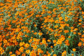 Starbright Mix Zinnia Seeds - 100+ Seeds for 12-24" Bushy Plants, 2-3" Blooms