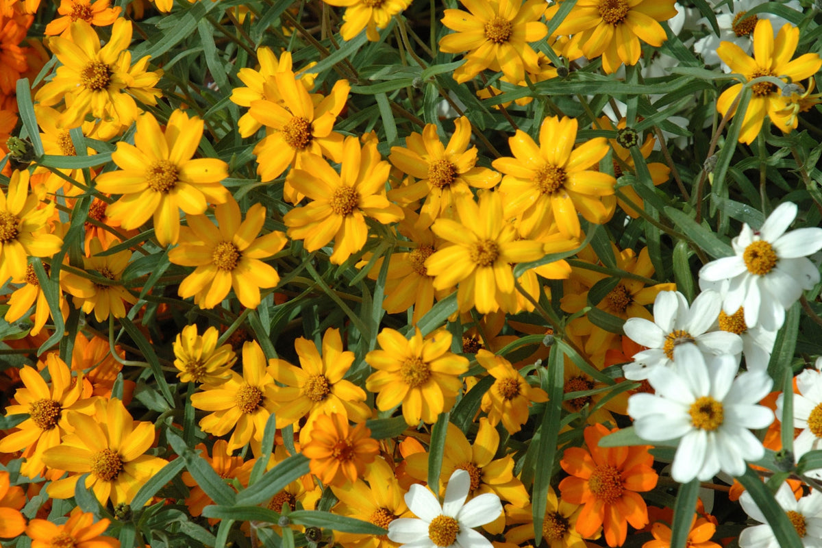 Starbright Mix Zinnia Seeds - 100+ Seeds for 12-24" Bushy Plants, 2-3" Blooms