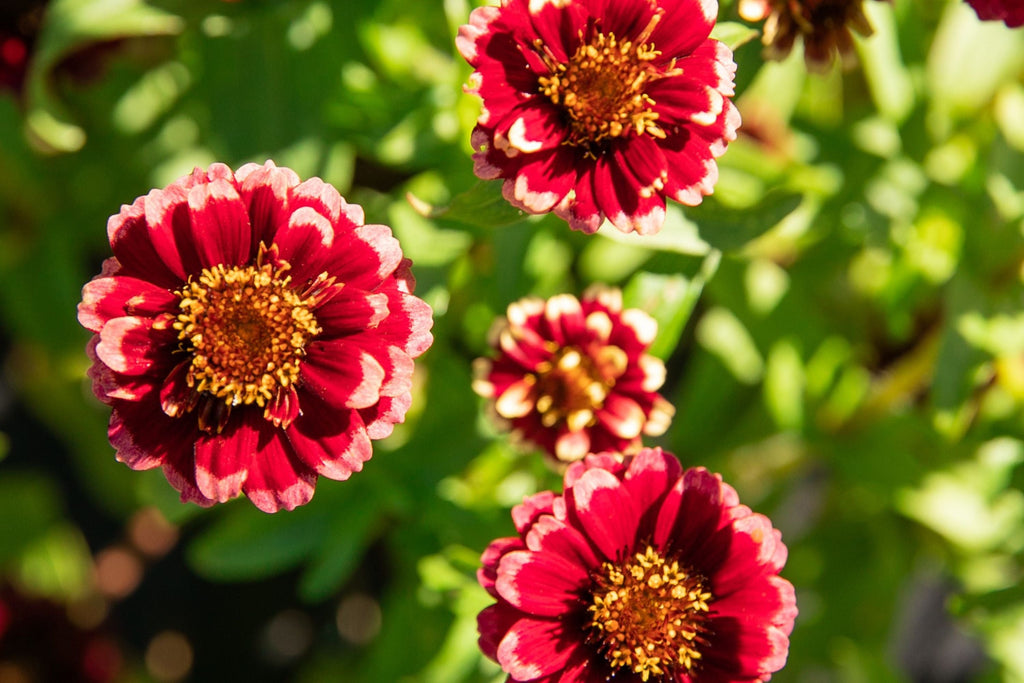 Aztec Burgundy Bicolor Zinnia Seeds – 100+ Heirloom Seeds, 3-4" Blooms, 24-36" Stems, USA-Grown