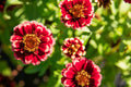 Aztec Burgundy Bicolor Zinnia Seeds – 100+ Heirloom Seeds, 3-4" Blooms, 24-36" Stems, USA-Grown