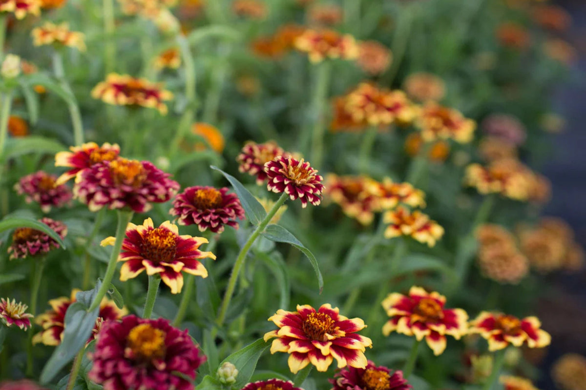 Aztec Burgundy Bicolor Zinnia Seeds – 100+ Heirloom Seeds, 3-4" Blooms, 24-36" Stems, USA-Grown