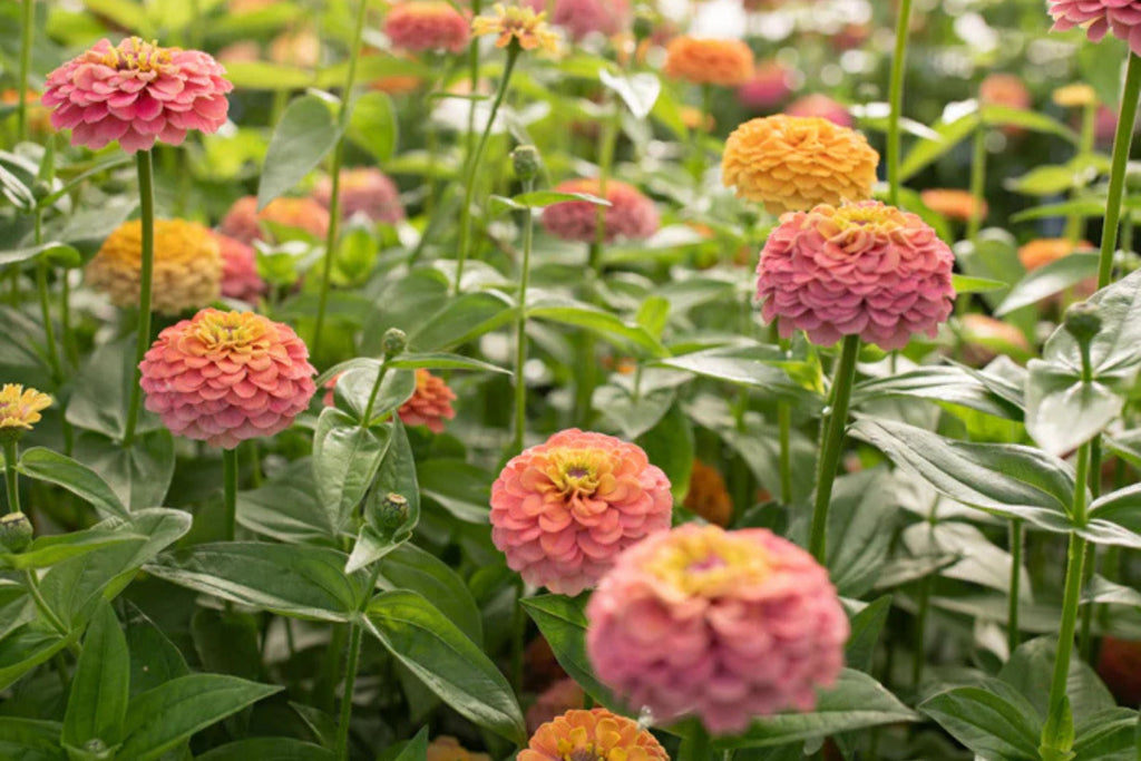 Unicorn Mix Zinnia Seeds - 100+ Pastel Color Blooms, Easy to Grow, USA Grown