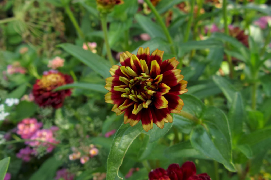 Aztec Burgundy Bicolor Zinnia Seeds – 100+ Heirloom Seeds, 3-4" Blooms, 24-36" Stems, USA-Grown